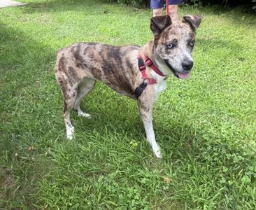 A brindle and white dog with a red harness standing on grass.