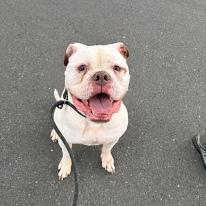 A white dog with a pink tongue and floppy ears is sitting on a paved surface, looking up with a happy expression. The dog is wearing a black leash.