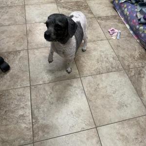 a black and white dog standing on a tiled floor