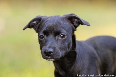 Jimothy, Chihuahua, puppy, available for adoption