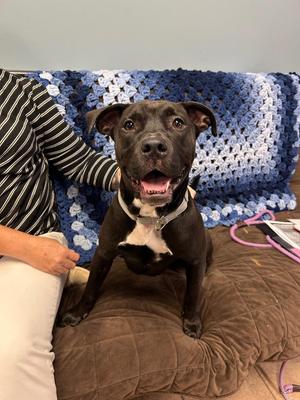 Bridget, Pit Bull Terrier / Boxer, young, available for adoption