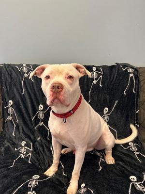 Kane, Pit Bull Terrier, senior, available for adoption