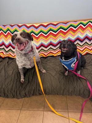 Lucky, Mixed Breed, adult, available for adoption