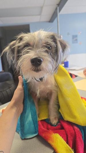 Eevee, Terrier, young, available for adoption