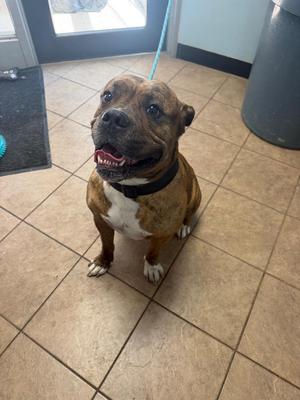 Beef Cake, Pit Bull Terrier, adult, available for adoption