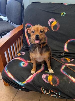 Maggie, Mixed Breed, young, available for adoption