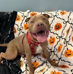 Atlas, Pit Bull Terrier, young, available for adoption