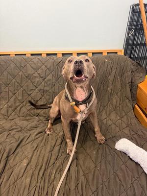 Ellie, Pit Bull Terrier, adult, available for adoption