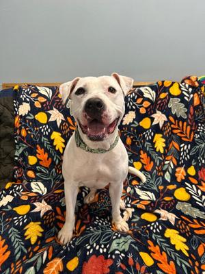 A white dog with a green collar sitting on a colorful blanket with autumn leaves pattern.