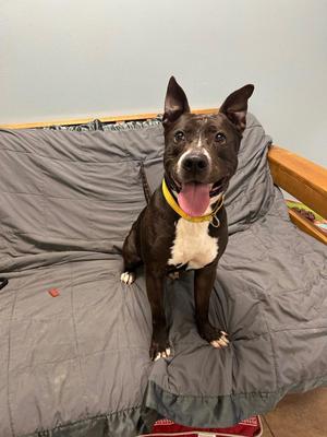 A black and white dog with a yellow collar sitting on a gray couch.