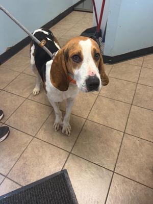 a beagle dog standing on a tiled floor, wearing a leash and looking up