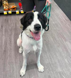 A black and white dog with a pink tongue sticking out, sitting on a wooden floor and being held by a leash.