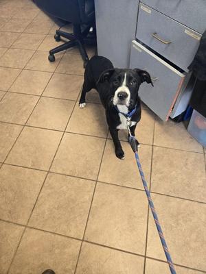 A black and white dog on a leash standing on a tiled floor in an office setting.