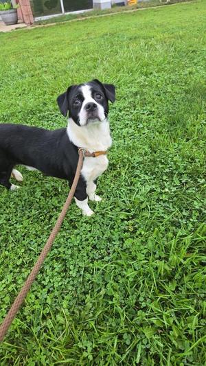 Panda, Dachshund / Australian Cattle Dog / Blue Heeler, young, available for adoption