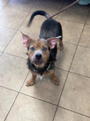 a small dog with a black and brown coat, standing on a tiled floor, looking up with its ears perked up