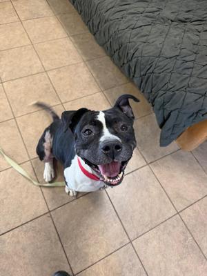 Gibbs, Pit Bull Terrier, young, available for adoption