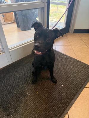 Binks, Pit Bull Terrier, puppy, available for adoption