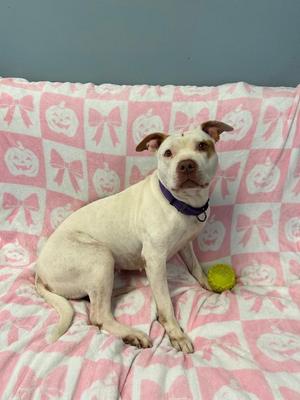 A white dog with brown patches on its ears and face is sitting on a pink blanket with a pattern of bows and pumpkins. The dog is wearing a purple collar and is next to a yellow tennis ball.
