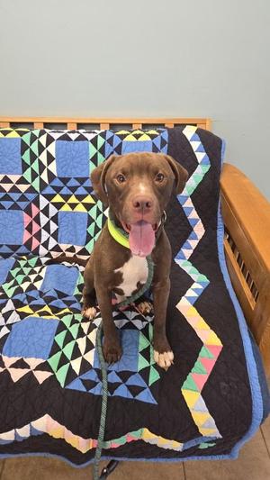 Jagger, Pit Bull Terrier, young, available for adoption