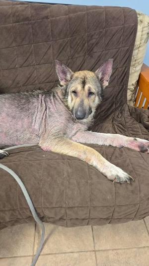 A dog with a shaved coat lying on a brown quilted blanket.