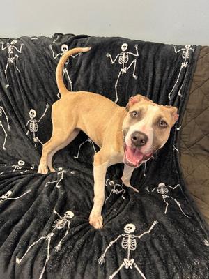Lil Bit, Pit Bull Terrier, puppy, available for adoption