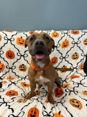 Bowie, Pit Bull Terrier, young, available for adoption