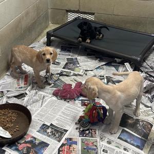 C-3PO and Padme', Yellow Labrador Retriever, puppy, available for adoption