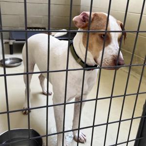 Minerva Minnie, Pit Bull Terrier / Hound, puppy, available for adoption
