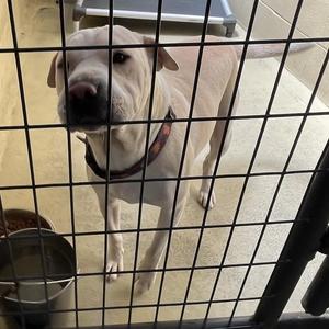 CoCo, Shar-Pei / Pit Bull Terrier, adult, available for adoption