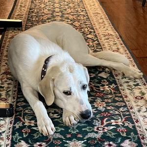 Juniper (courtesy post), Great Pyrenees / Labrador Retriever, adult, available for adoption