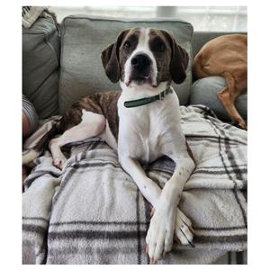 Doc, Hound, adult, available for adoption