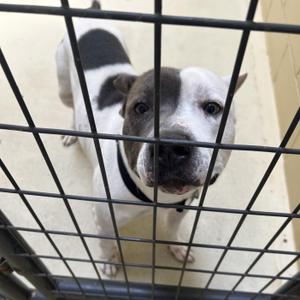 Dorsy, Pit Bull Terrier, adult, available for adoption