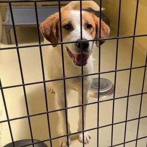 Auggie, Anatolian Shepherd / Hound, young, available for adoption
