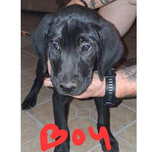 Black Lab pups (male) Courtesy post, Black Labrador Retriever, puppy, available for adoption