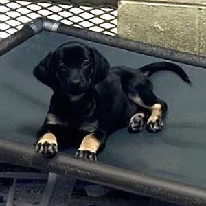 Leia, Labrador Retriever, puppy, available for adoption
