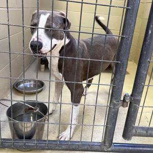 A brown and white dog standing in a kennel with a metal bowl and a water bowl.