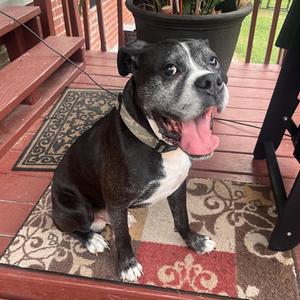 Bear (courtesy post), Boxer, adult, available for adoption