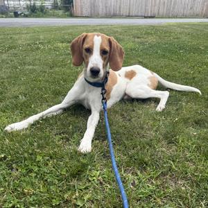 Ace (Courtesy post), Hound, young, available for adoption
