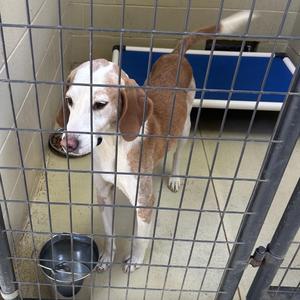 Bozo C, Hound, adult, available for adoption