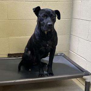 Darth, Pit Bull Terrier / Black Labrador Retriever, adult, available for adoption