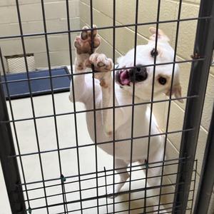 George Jones, Hound / Shiba Inu, adult, available for adoption