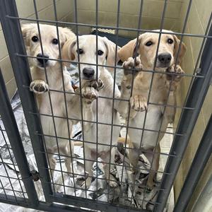 Three light-colored dogs standing behind a metal cage