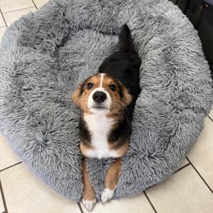 Chanelle, Mixed Breed, puppy, available for adoption