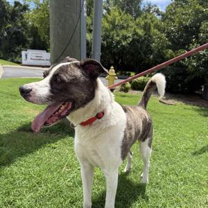 Nate, Mixed Breed, adult, available for adoption