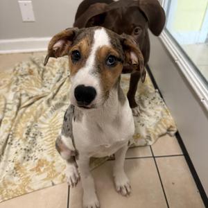 Powder, Hound, puppy, available for adoption