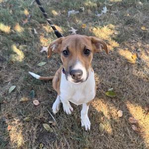 a brown and white dog sitting on grass