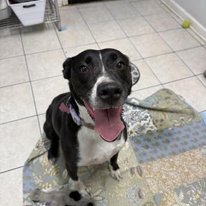 Luna, Mixed Breed, adult, available for adoption