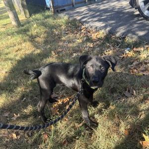 black puppy standing on grass with leash