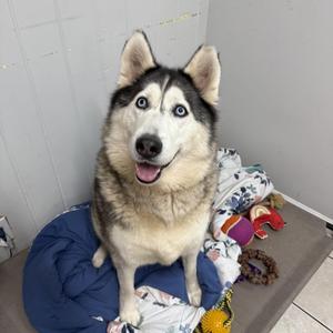Silver, Husky, adult, available for adoption