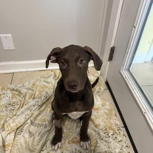 Evie, Hound, puppy, available for adoption
